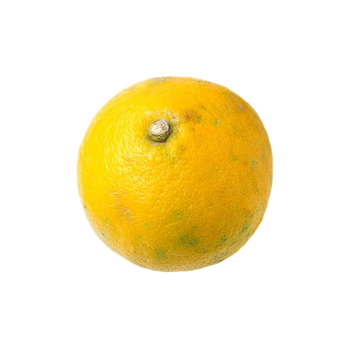 Лимон Бергамот