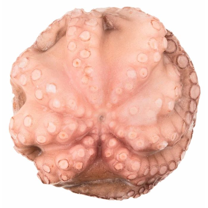 Восьминіг цілий патраний заморожений 2000-3000, Moyseafood