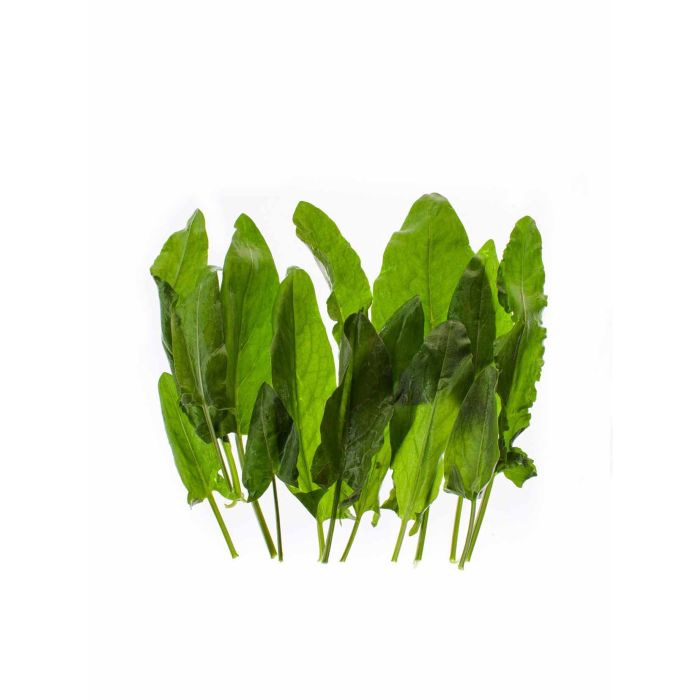 Щавель (Україна)