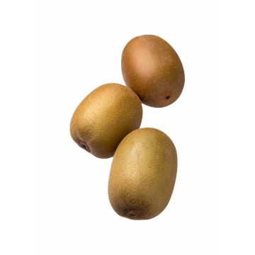Ківі Gold Zespri