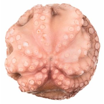Восьминіг цілий патраний заморожений 1000-1500, Moyseafood