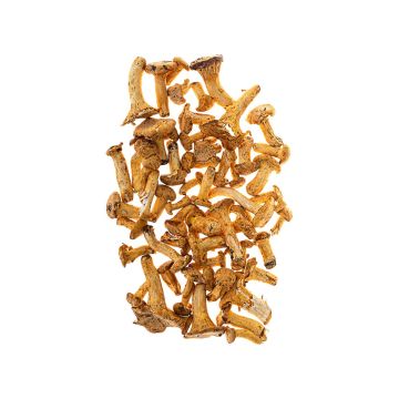 Гриби Лисички
