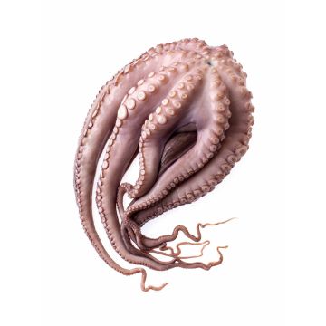 Восьминіг цілий патраний дефростований 1000-1500, Moyseafood