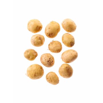 Картопля (Україна)