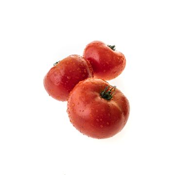 Помідор (Узбекистан)