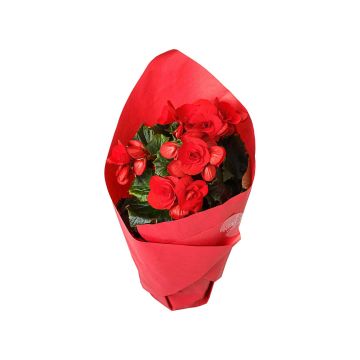 Вазон Бегонія д14