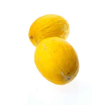 Диня жовта (Україна)