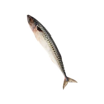Скумбрія