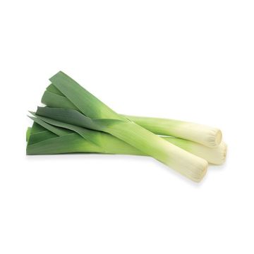Цибуля порей (Нідерланди)