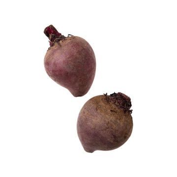 Буряк (Україна)